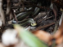 Thamnophis elegans terrestris