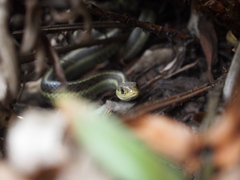 Thamnophis elegans terrestris
