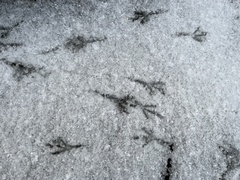 Turdus merula merula