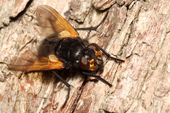 Mesembrina meridiana