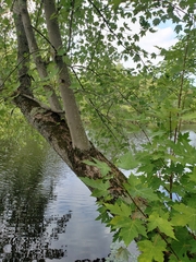 Acer