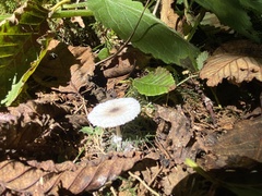 Lepiota atrodisca