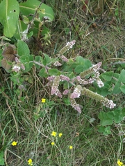 Mentha suaveolens
