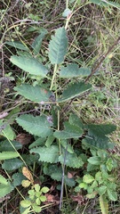 Sanguisorba officinalis