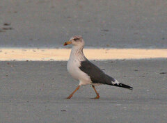 Larus fuscus graellsii