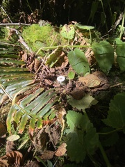 Lepiota atrodisca