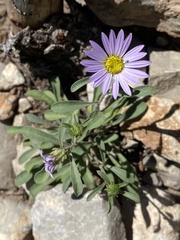 Erigeron glacialis
