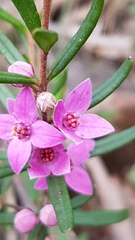 Boronia glabra