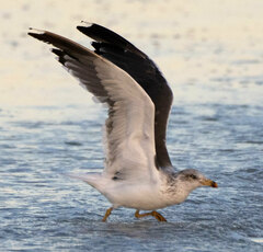 Larus fuscus graellsii