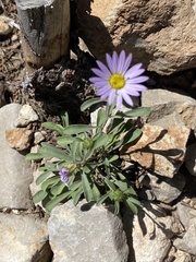 Erigeron glacialis