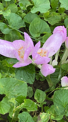 Colchicum autumnale