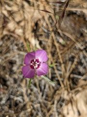 Clarkia