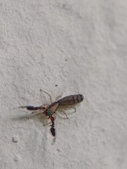 Cheliferoides longimanus