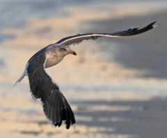 Larus fuscus graellsii