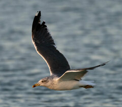 Larus fuscus graellsii