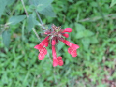 Stachys coccinea