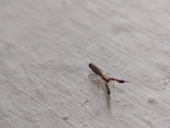 Cheliferoides longimanus