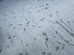 Turdus merula merula