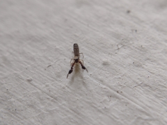 Cheliferoides longimanus