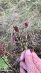 Sanguisorba officinalis