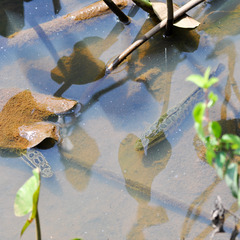 Channa argus