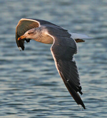 Larus fuscus graellsii