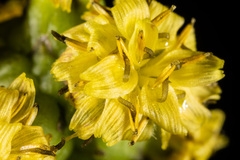 Sonchus laceratus