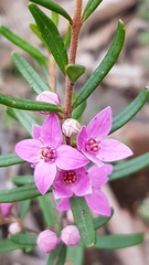 Boronia glabra