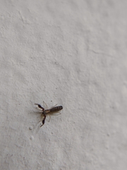 Cheliferoides longimanus