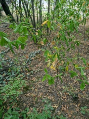 Laburnum anagyroides