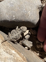 Phrynosoma hernandesi