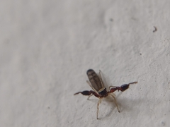 Cheliferoides longimanus