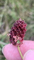 Sanguisorba officinalis