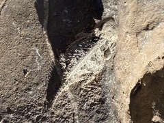 Phrynosoma hernandesi