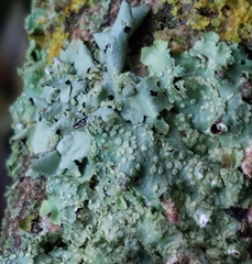 Punctelia subrudecta
