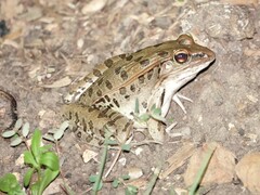 Lithobates sphenocephalus