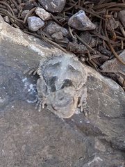Phrynosoma hernandesi