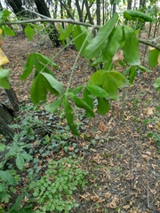 Laburnum anagyroides