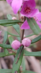 Boronia glabra