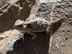 Phrynosoma hernandesi