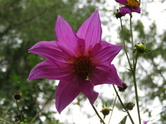 Dahlia tenuicaulis
