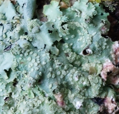 Punctelia subrudecta