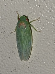 Gyponana octolineata