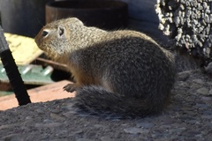 Urocitellus columbianus