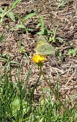 Colias alexandra