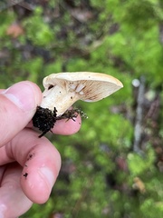 Lactifluus hygrophoroides