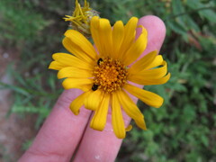 Heterotheca inuloides