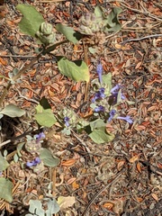Salvia dorrii