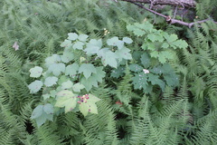 Viburnum acerifolium