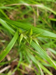 Carex intumescens